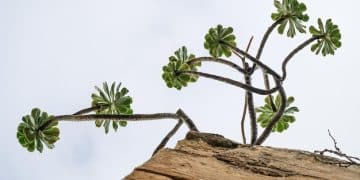 Dividend Reinvestment: Grow Wealth with DRIPs (US) - Cover Image