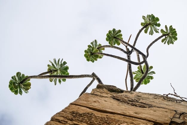 Dividend Reinvestment: Grow Wealth with DRIPs (US)
